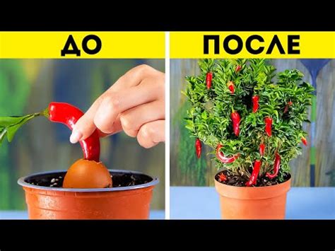 Лучшие лайфхаки для садоводства Великолепные идеи для преображения ...
