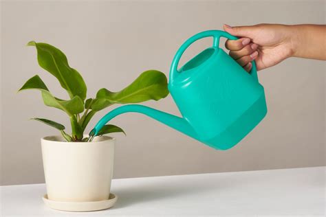 Best Time To Water Plants Indoors at Matthew Blackman blog