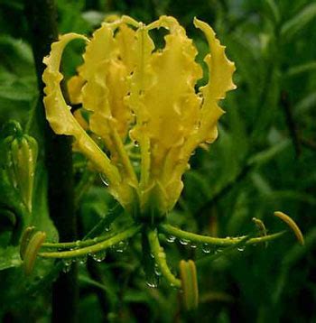 Gloriosa superba (Ateş Lalesi) - agaclar.net