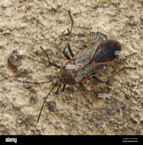Eastern Boxelder Bug (Boisea trivittata) Insecta Stock Photo - Alamy