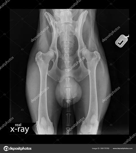 Real Human With Tail