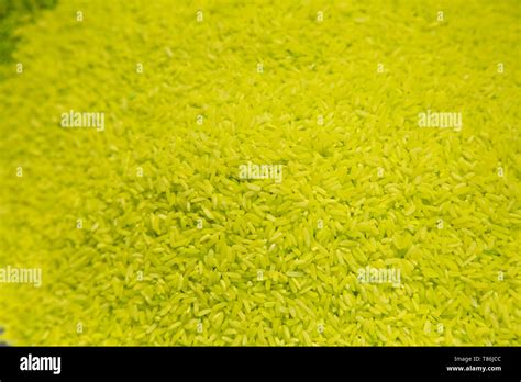 Java Rice Yellow Texture Image 的图像结果