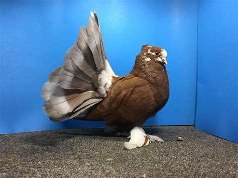 Fantail Pigeons All Breeds | Pigeontype