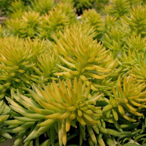 Golden Sedum | Plants Express