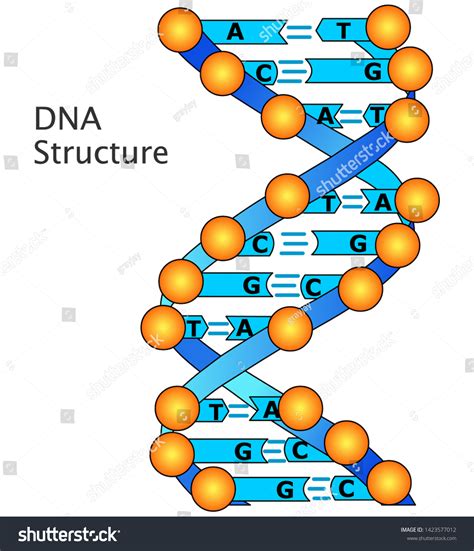 3d Dna Model Labeled