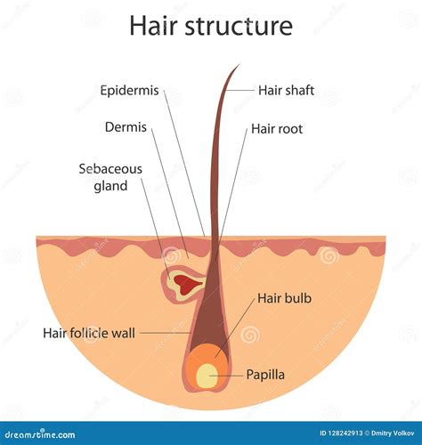 The Structure of the Hair, Growing Hair. Stock Illustration ...