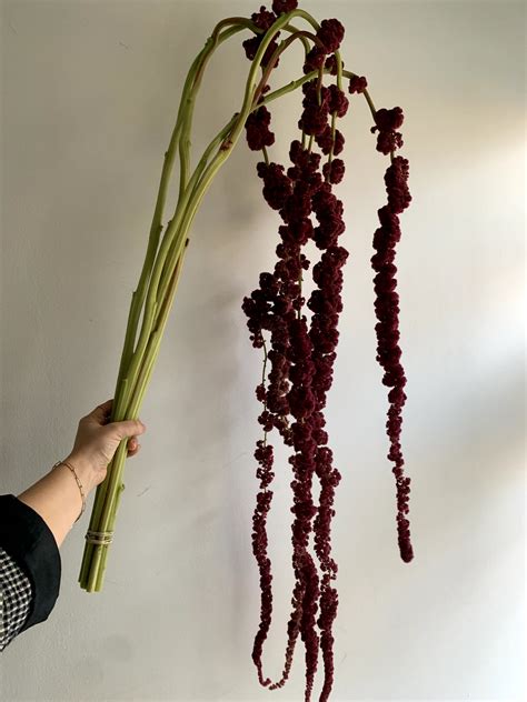 Red Hanging Amaranthus | Flower therapy, Beautiful flowers, Planting ...