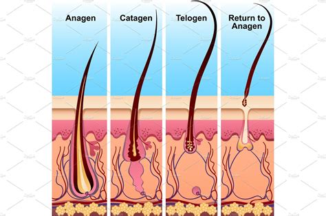 hair growth