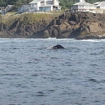 Tradewinds Charters 的图像结果