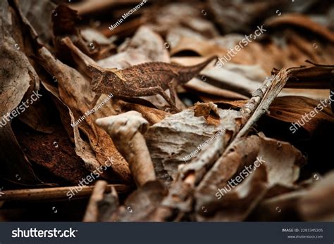 Chameleons Camouflage