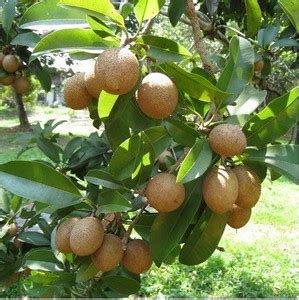 GreenyOn Chiku Plant Price in India - Buy GreenyOn Chiku Plant online ...