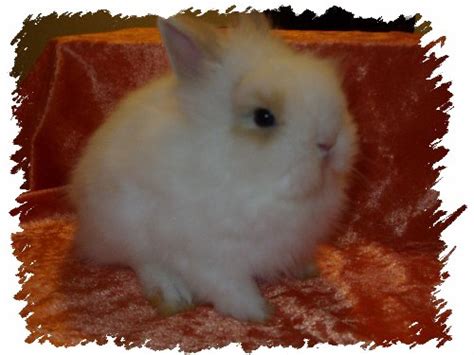 Tiere Kleinanzeigen Fürstenwalde Spree Anzeigenmarkt Fürstenwalde Spree