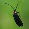 Image result for Alien Romulus Universe Timeline