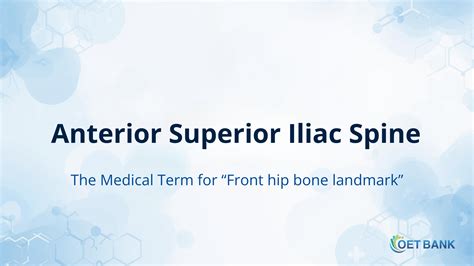 Anterior Superior Iliac Spine – Meaning and Usage in Medical English ...