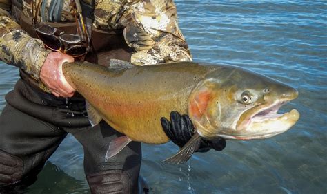 A Lahontan cutthroat trout | FWS.gov