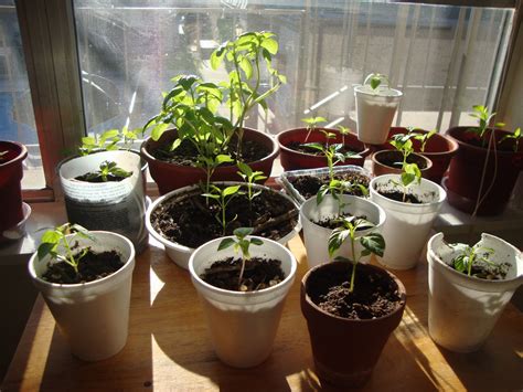 Gardening: Rocoto and Aji Amarillo pepper plants