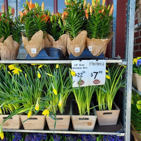 BJ’s Wholesale Club | Spring Easter Flower Selection & Prices - SHIP SAVES