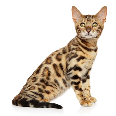 Bengal Cat Compared Regular Cat