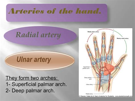 anatomy of the hand and its blood supply.ppt