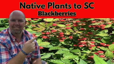 Uncover the Sweet Origins: Are Blackberries Oregon’s Native Gem?