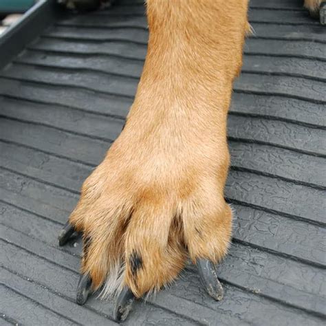 PetStep Dog Ramp Side Door Entry Kit - Graphite/Gray India | Ubuy