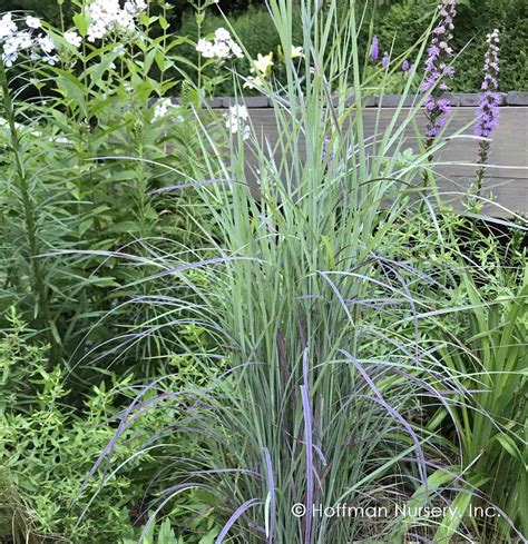 Little Bluestem 'Twilight Zone' – Native Gardeners