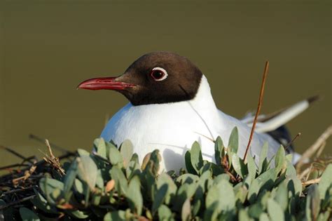 Trois choses que les enfants ne savent peut-être pas sur la mouette ...