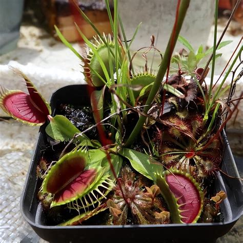 Inside Carnivorous Plants: Why Some Plants Eat Bugs - iNEWS