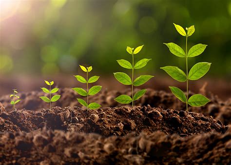 Image result for Plant 3D Python Script