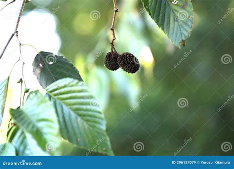 Japanese Green Alder (Alnus Sieboldiana) Nuts. Betulaceae Deciduous Tree Endemic To Japan Stock ...