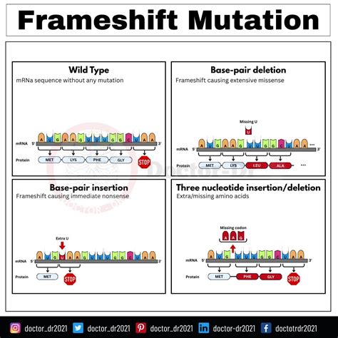 Point Mutation: Definition, Mechanism, Types & Applications in Genetics