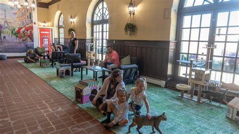 Starry Night Cat Café in Stevens Point finds cats forever homes
