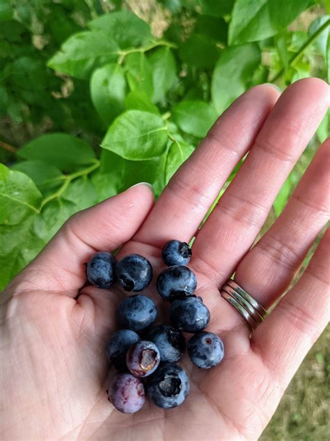 Companion Plant Blueberries