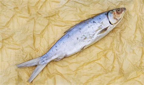 Ocean Whitefish Animal Facts - Caulolatilus princeps - A-Z Animals