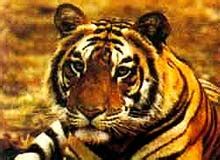 Why Save Tigers? - Save Tigers, Save Ecosystem