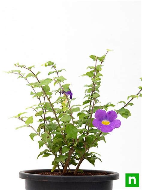 Buy Thunbergia Erecta Nana, Meyenia Erecta Nana, Bush Clock Vine (Blue ...