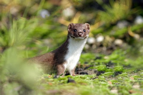 Weasel (Mustela Nivalis) - Glenlivet Wildlife