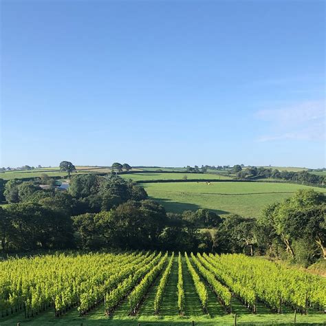 VELFREY VINEYARD (2026) All You Need to Know BEFORE You Go (with Photos ...