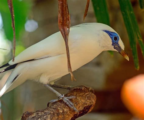 How to Set Up the Perfect Cage for a Bali Mynah?