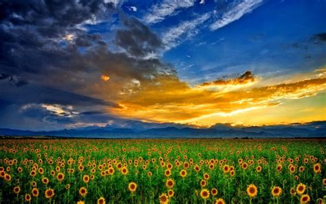 picture of sunflower - HD Desktop Wallpapers | 4k HD