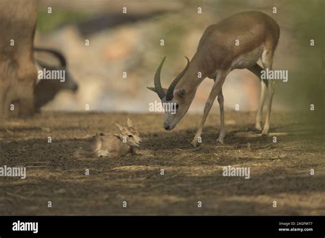 Image result for Baby Springbok