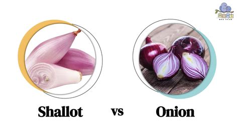 Shallot vs. Onion: 3 Key Differences & When to Cook with Each