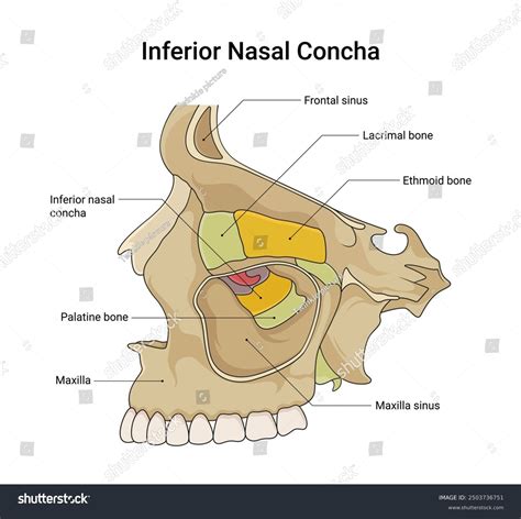 Bone Structure Inferior Nasal Concha Stock Vector (Royalty Free ...