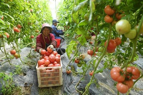安徽阜阳：西红柿丰收助农增收-人民图片网