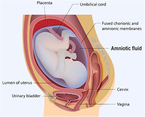 Amniotic Fluid - Excess, Low, and Leaking Amniotic Fluid