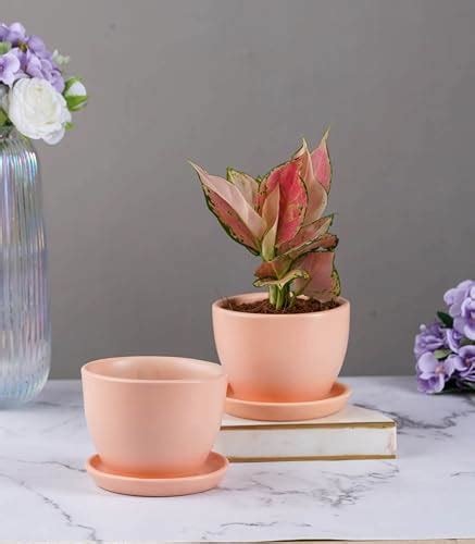 Leafy Tales Jade Good Luck Live Plant in Black Plastic Pot (Button Jade ...