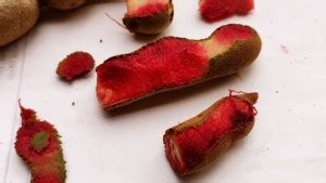 KANAYA IMLI seeds beej,Tamarind Seed Price in India - Buy KANAYA IMLI ...