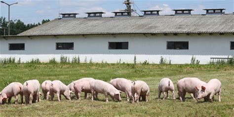 【猪场建设】建一个现代化养猪场需要购买哪些设备？？？