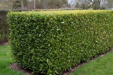 Garden Hedge Plant