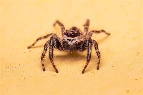 Premium Photo | Adult male gray wall jumping spider
